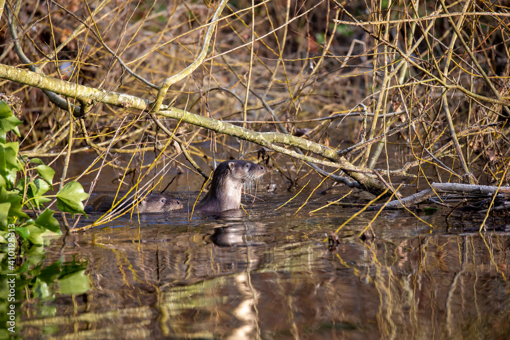 Common otter, lutra lutra, close up of head and body while resting outside water on a Scottish river during winter.