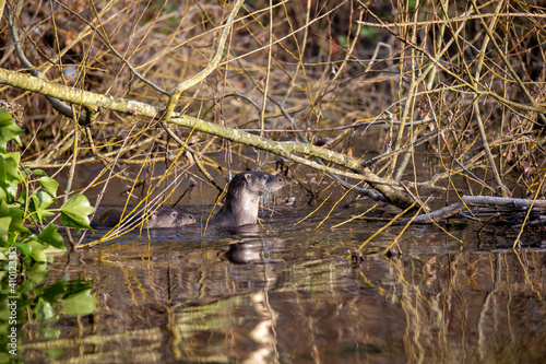 Obraz na płótnie Common otter, lutra lutra, close up of head and body while resting outside water on a Scottish river during winter. w salonie
