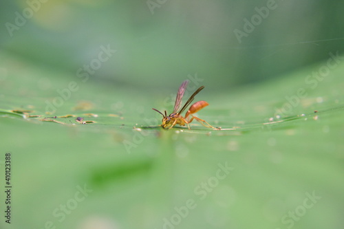 spider on a green leaf © Enrique