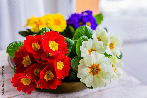 Wallpaper Mural Decoration of the first spring primulae on the window sill. Torontodigital.ca