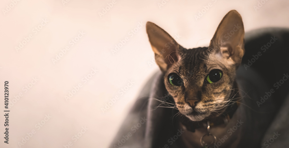 Cute sphynx cat portrait covered with plaid, cozy home atmosphere photo banner with copy space