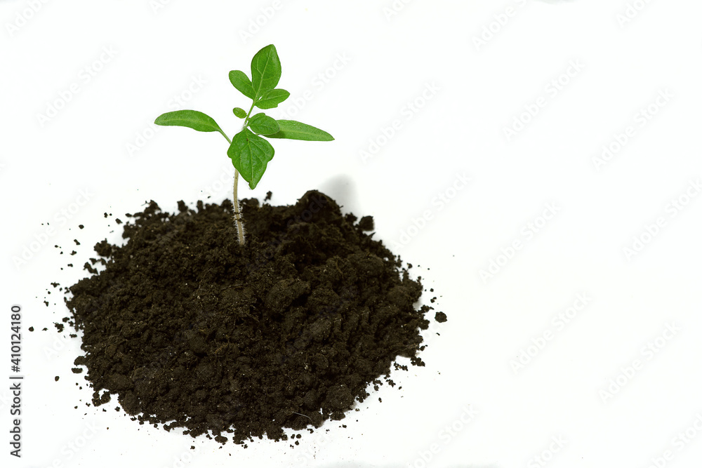 A young tomato seedling stands on the ground, isolated on a white background. A young tomato seedling stands on the ground, isolated on a white background.