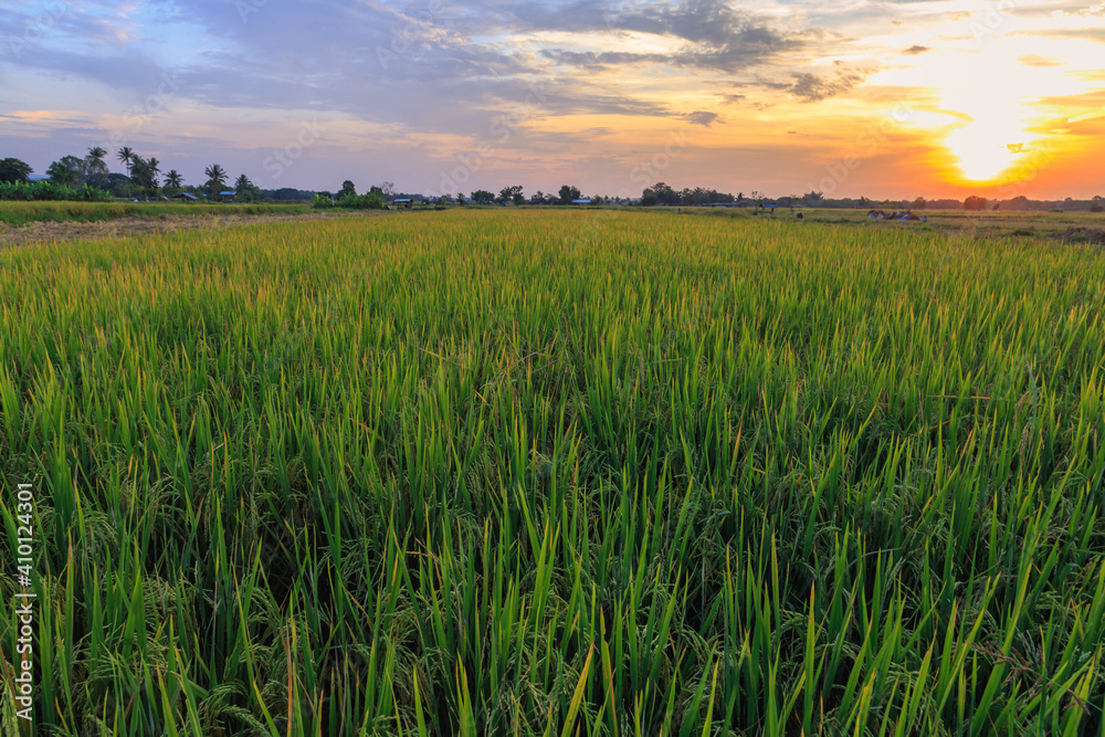 Rice fields and sunset sky view