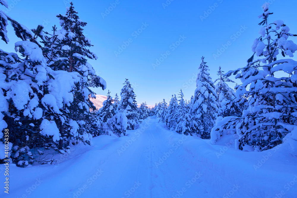 Fototapeta premium winter sunrise with fresh snow covered forest and mountains