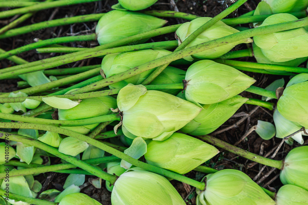 Fototapeta premium Many lotuses bud on The ground