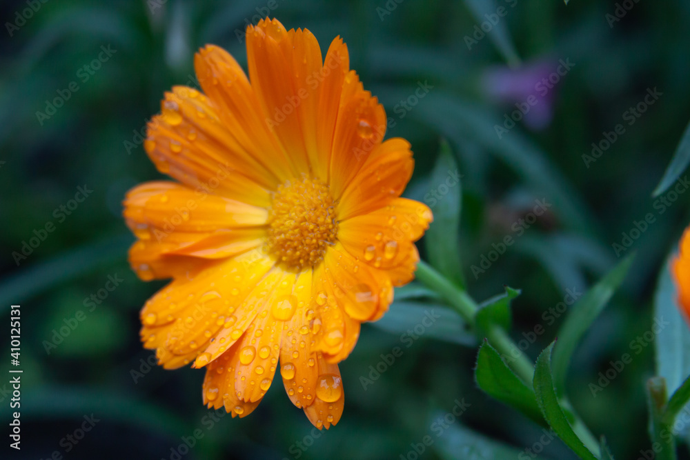 orange flower with water drops orange flower with water drops