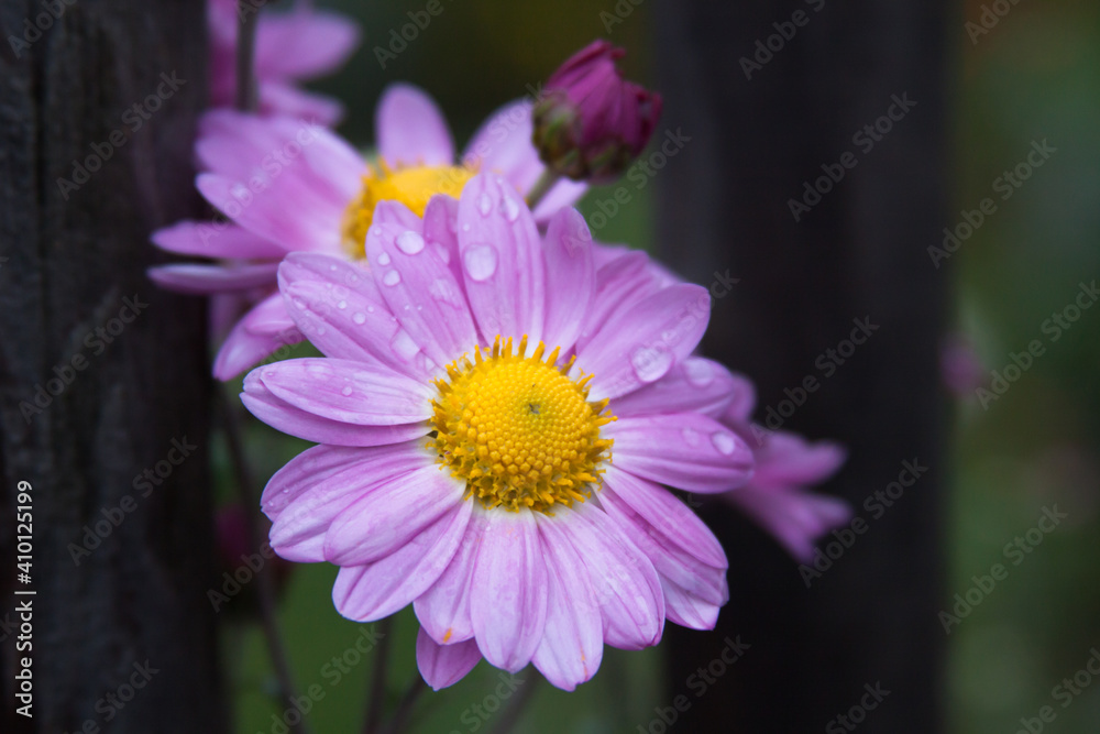 Obraz premium pink and yellow flower