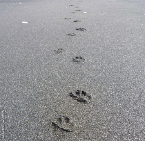 dog paw prints at the Mokau Beach, North Island, New Zealand, November