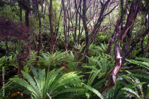 Rainforest with crown ferns Lomaria discolor. Mason Bay. Stewart Island. Rakiura National Park. New Zealand. photo