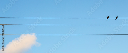 two birds on the wire