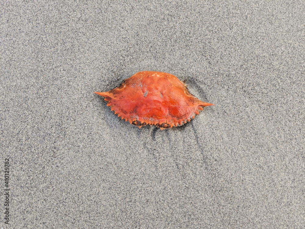 Red crab shell washed up on grey beach sand. Red crab shell washed up on grey beach sand.