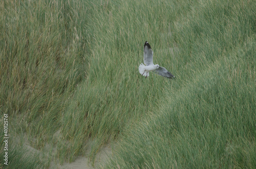 Red-billed gull Chroicocephalus novaehollandiae scopulinus. Mason Bay. Stewart Island. Rakiura National Park. New Zealand. photo