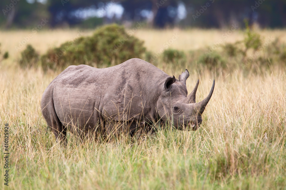 Black Rhino walking in the Masai Mara National Park in Kenya Black Rhino walking in the Masai Mara National Park in Kenya