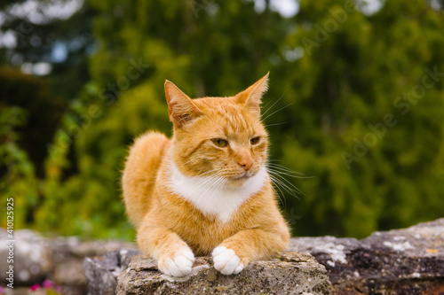 Nice portrait of a ginger or orange marmalade tabby cat enjoying some peace and quiet on a stone garden wall shot with shallow focus