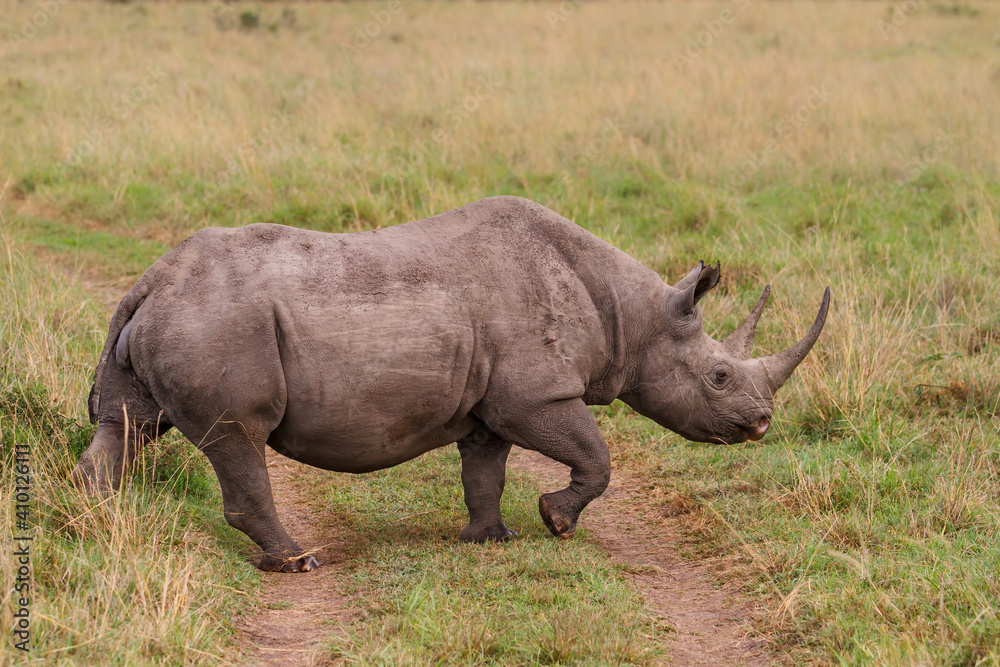 Black Rhino walking in the Masai Mara National Park in Kenya Black Rhino walking in the Masai Mara National Park in Kenya