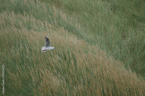 Red-billed gull Chroicocephalus novaehollandiae scopulinus. Mason Bay. Stewart Island. Rakiura National Park. New Zealand. photo