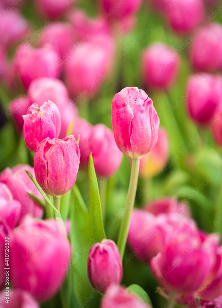 Fototapeta premium Pink tulips flowers blooming in garden