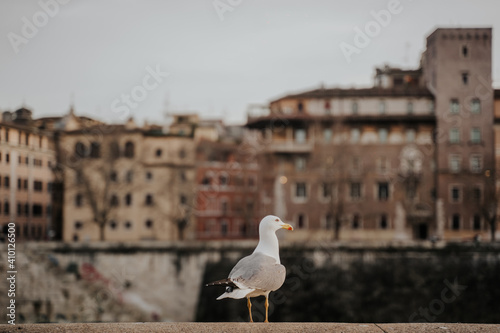 seagulls perched on bridge of rome