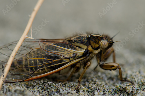 Cicada on the sand. Mason Bay. Stewart Island. Rakiura National Park. New Zealand. © Víctor
