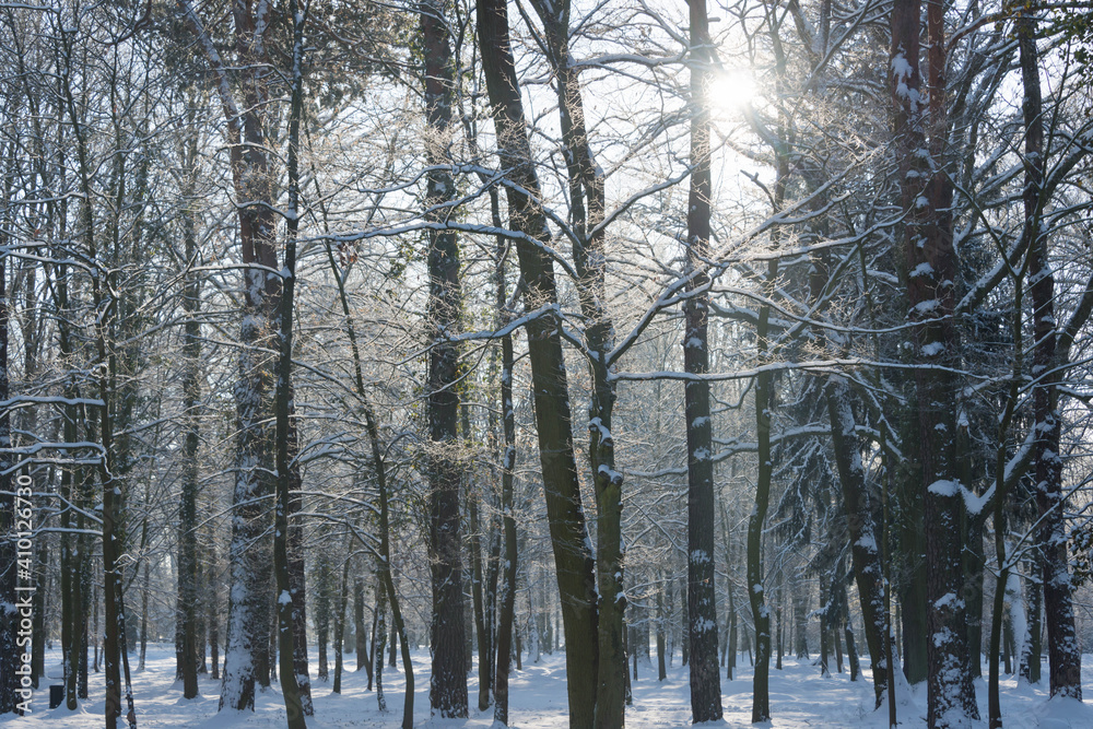 Fototapeta premium Park Dworski w Iłowej w zimowy, słoneczny dzień.