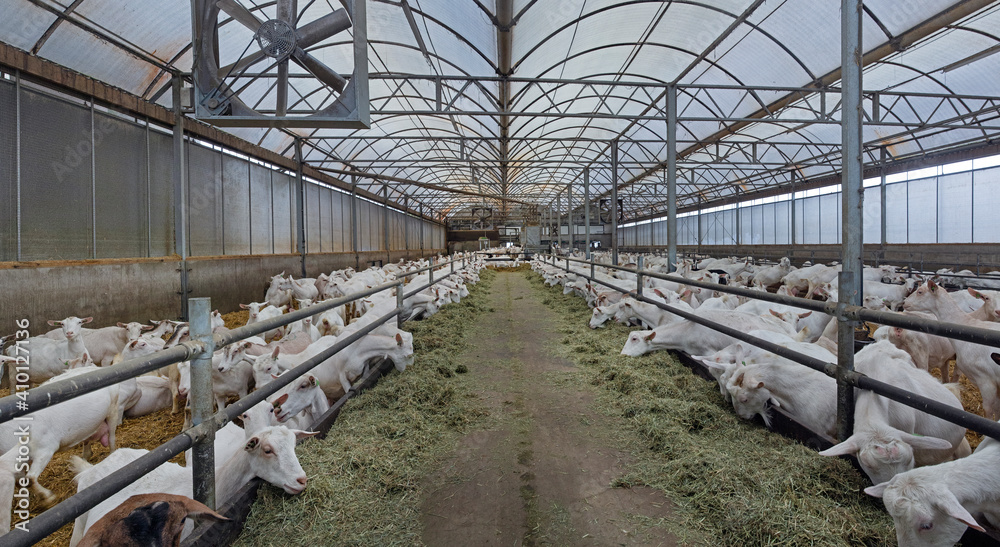 Goats. Dairy farm. Goats farm. Netherlands. Goats at modern stable. Eating roughage.