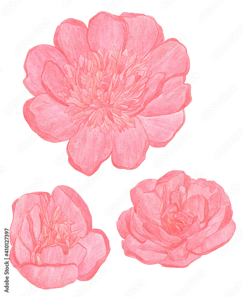 Watercolor Pencils drawing big red peony flowers isolated Watercolor Pencils drawing big red peony flowers isolated