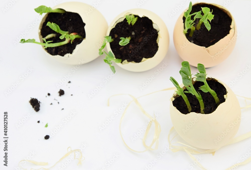 Seedling plants in eggshells, green peas germinating, soil dirt, eco gardening, zero waste, simple life concept, or easter background Seedling plants in eggshells, green peas germinating, soil dirt, eco gardening, zero waste, simple life concept, or easter background