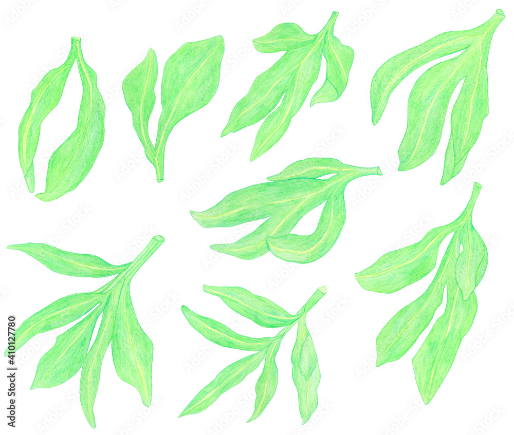 Watercolor Pencils drawing green peony leaves isolated Watercolor Pencils drawing green peony leaves isolated