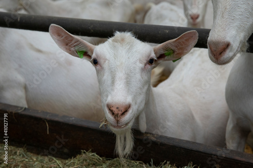 Goats. Dairy farm. Goats farm. Netherlands. Goats at modern stable.