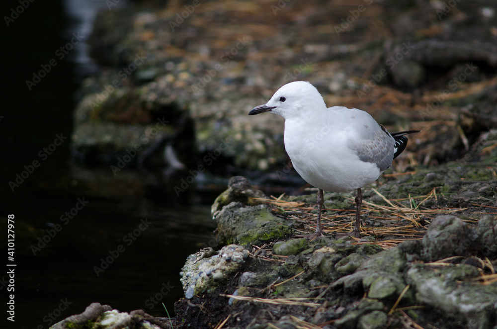 Fototapeta premium Red-billed gull Chroicocephalus novaehollandiae scopulinus. Juvenile. Queens park. Invercagill. South Island. New Zealand.