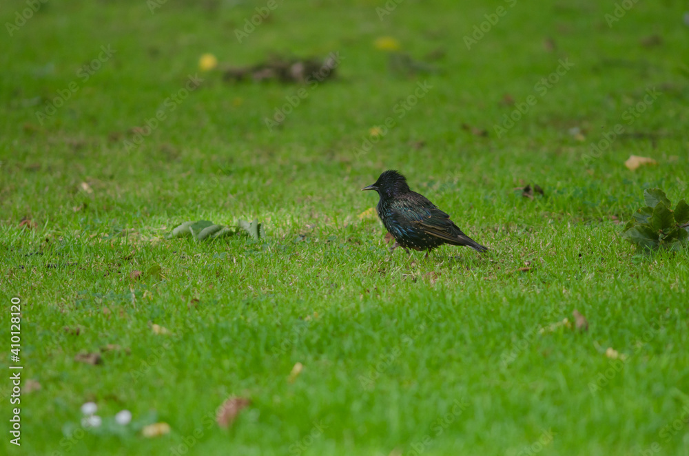 Obraz premium Common starling Sturnus vulgaris. Queens park. Invercagill. South Island. New Zealand.