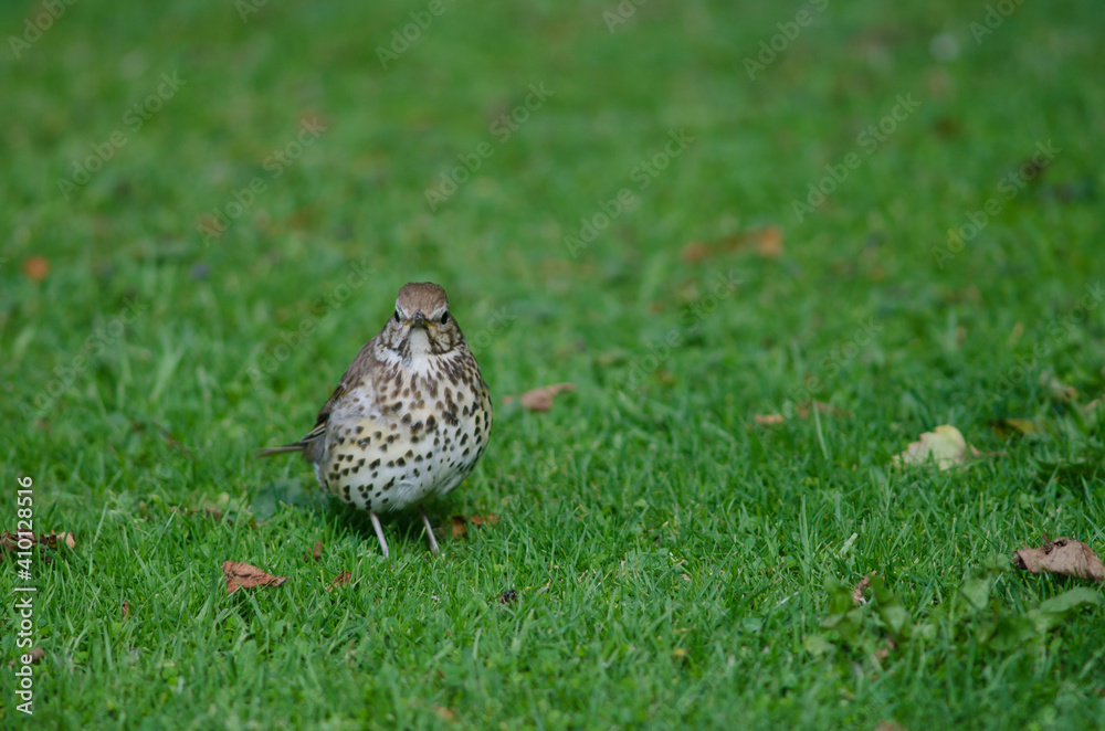 Song thrush Turdus philomelos clarkei. Queens park. Invercagill. South Island. New Zealand. Song thrush Turdus philomelos clarkei. Queens park. Invercagill. South Island. New Zealand.