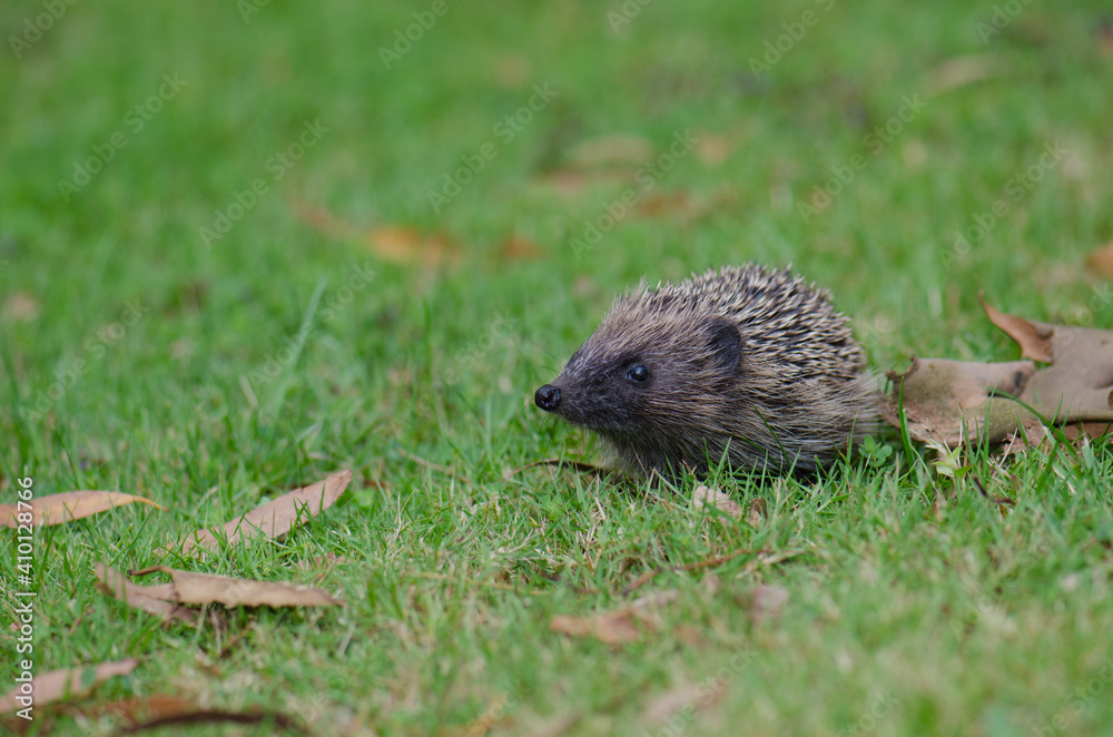European hedgehog Erinaceus europaeus. Queens park. Invercagill. South Island. New Zealand. European hedgehog Erinaceus europaeus. Queens park. Invercagill. South Island. New Zealand.