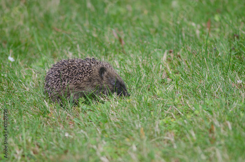 European hedgehog Erinaceus europaeus. Queens park. Invercagill. South Island. New Zealand.