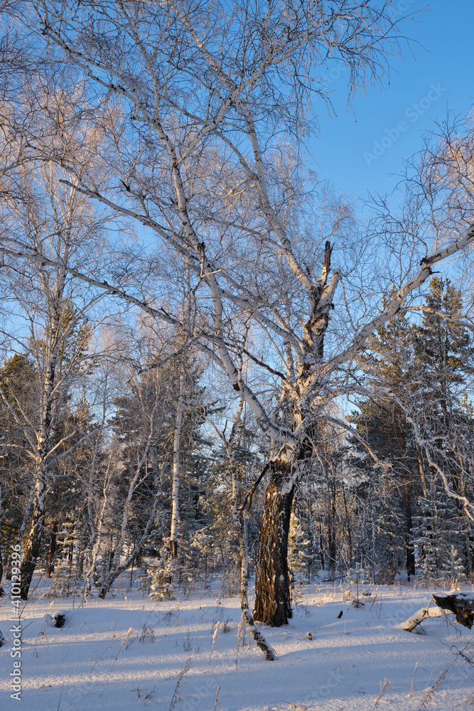 Fototapeta premium broken tree in winter forest, vertical shot