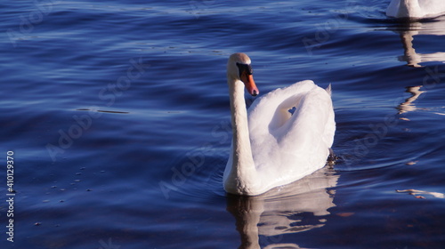 Wallpaper Mural swan, family Torontodigital.ca
