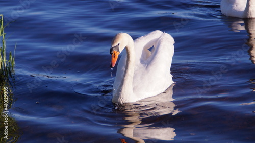 Wallpaper Mural white swan swimming in the water Torontodigital.ca