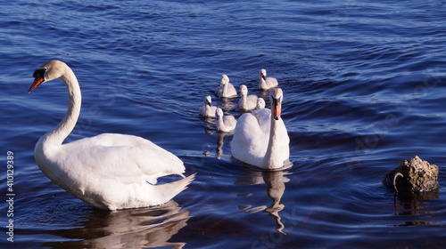 Wallpaper Mural swan family on the lake Torontodigital.ca