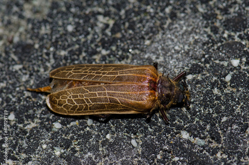 Dead huhu beetle Prionopus reticularis. Invercagill. South Island. New Zealand. photo