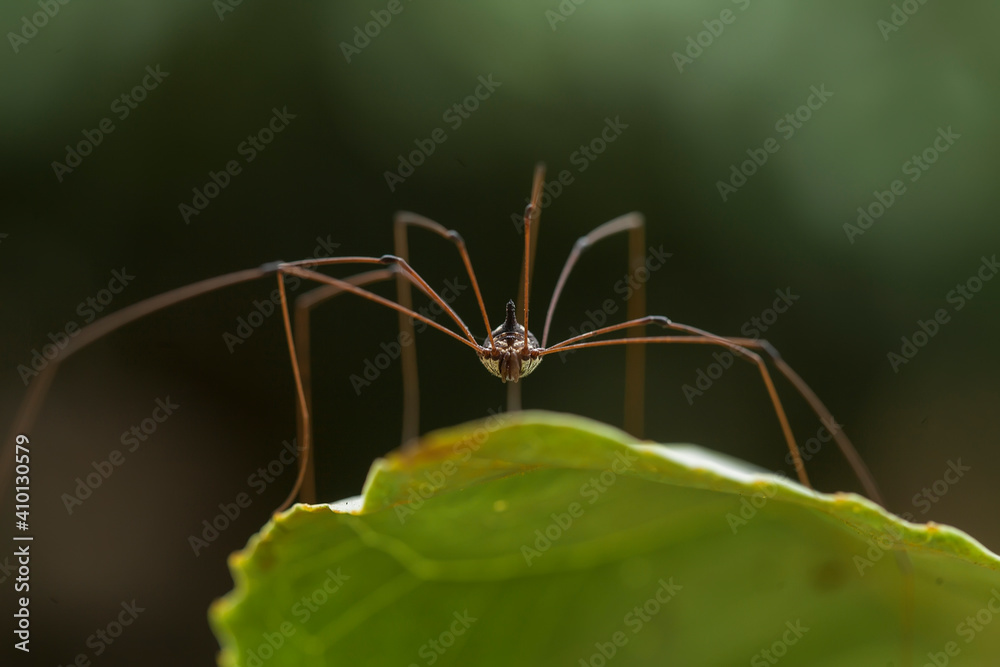 Spider in tropical forest Spider in tropical forest