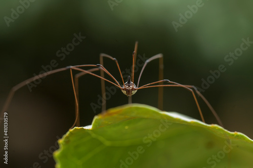 Spider in tropical forest