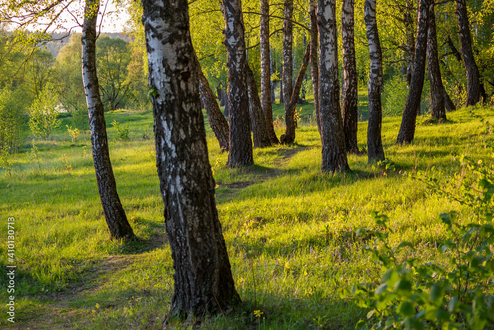 A picturesque birch grove on a green slope