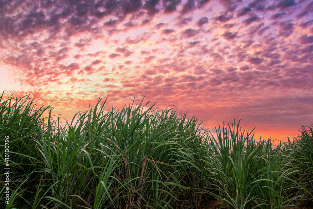 sugar cane plantation on a sunset