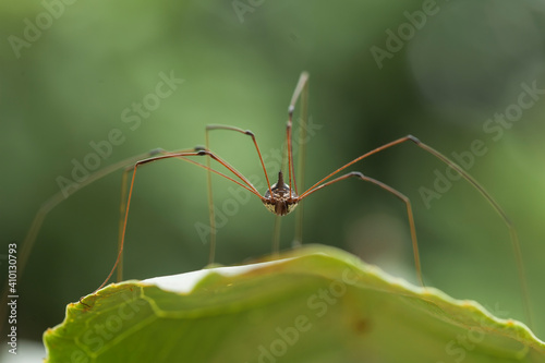 Spider in tropical forest © abdul gapur dayak