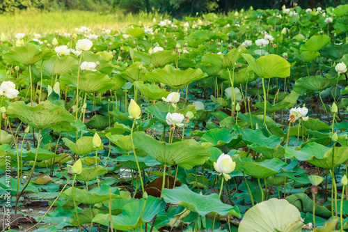 Lotus fields by the river