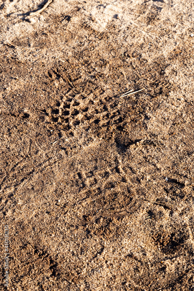 tracks in sand