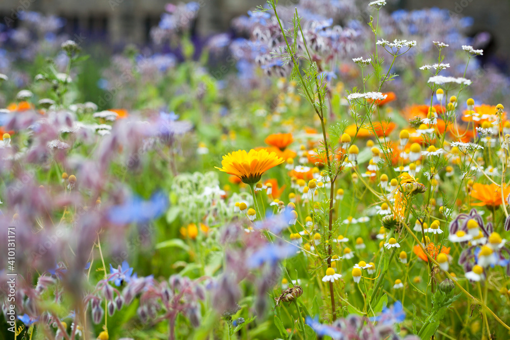 Medicinal herb garden in old English style with old varieties and mixed borders. - obrazy, fototapety, plakaty 