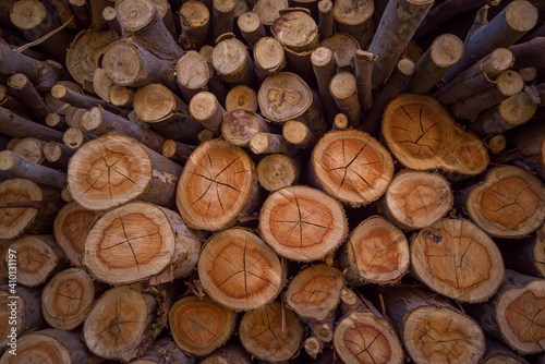 Pile of cut wood  pine  eucalyptus