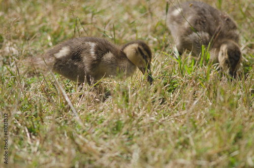 Mallards Anas platyrhynchos. Ducklings searching for food. Te Anau Bird Sanctuary. Te Anau. Southland. South Island. New Zealand.