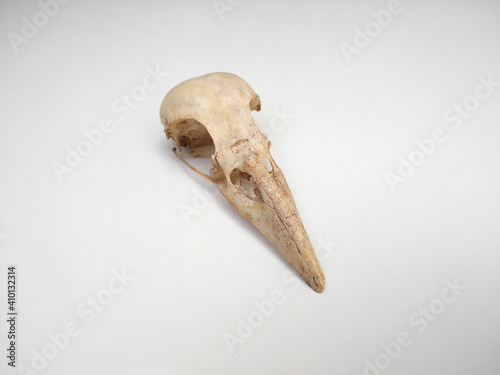 Quadro su tela Raven's skull (cranium) isolated on white background